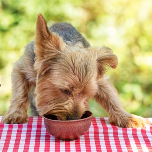 Consejos para alimentar a los perros con comida casera en Guatemala 