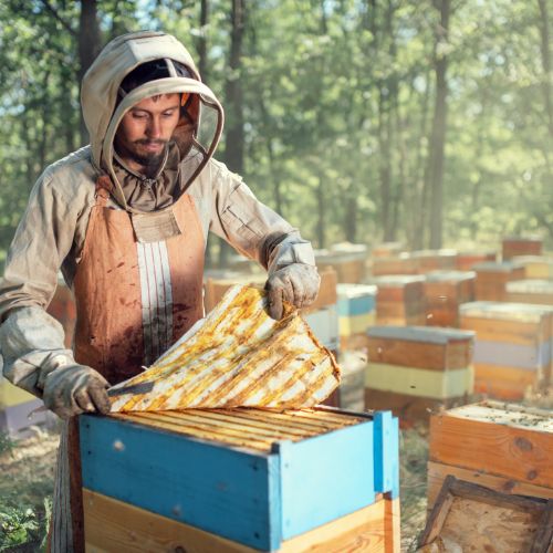 De dónde se saca el propóleo