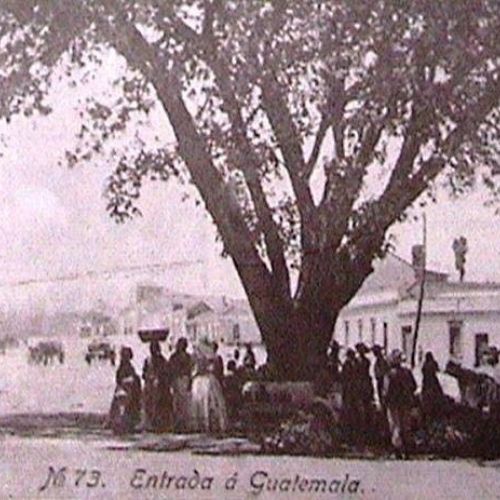 Leyenda del Árbol del Amate en Guatemala 