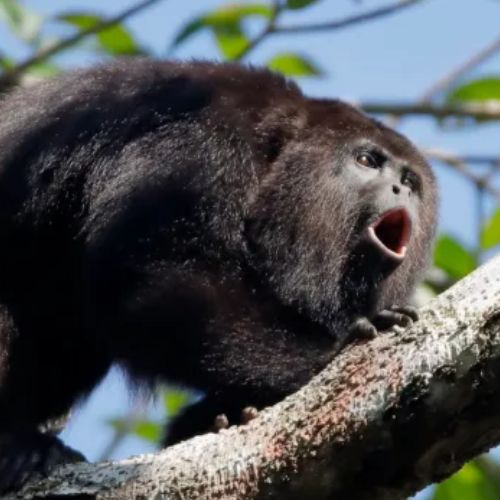 Mono aullador negro o saraguate en Guatemala 
