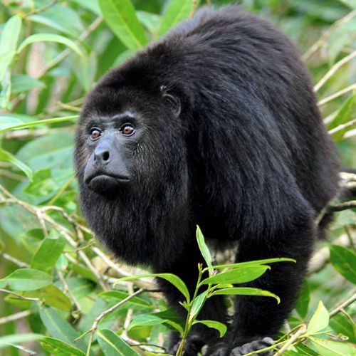 Mono aullador negro o saraguate en Guatemala 