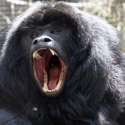 Mono aullador negro o saraguate en Guatemala 