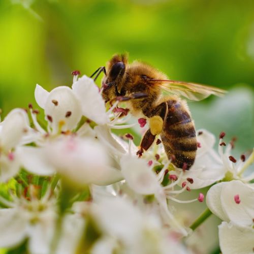 Propóleo y las abejas