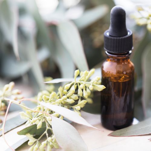 Qué es el eucalipto, sus usos y beneficios medicinales