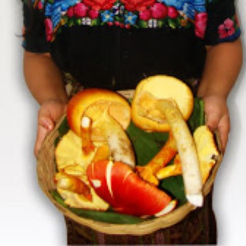 Tipos de hongos silvestres que existen en Guatemala 