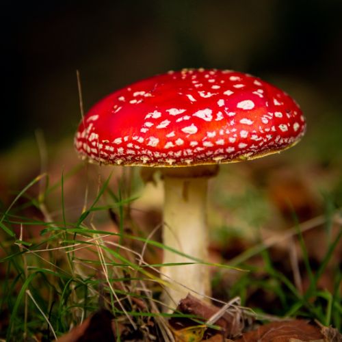 Tipos de hongos silvestres que existen en Guatemala 