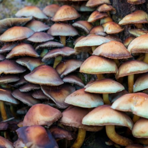 Tipos de hongos silvestres que existen en Guatemala 