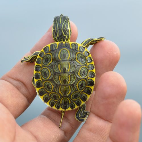 Tipos de tortugas que se han encontrado en el departamento de Petén, Guatemala 