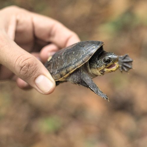 Tipos de tortugas que se han encontrado en el departamento de Petén, Guatemala 