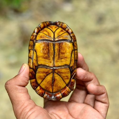 Tipos de tortugas que se han encontrado en el departamento de Petén, Guatemala 
