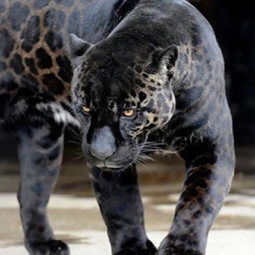 Características del jaguar melánico en Guatemala 