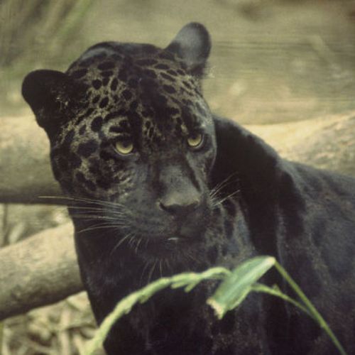 Características del jaguar melánico en Guatemala 