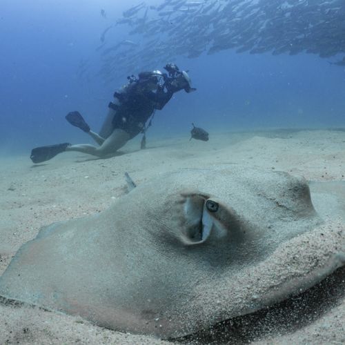 Fundación Mundo Azul, entidad dedicada a la conservación de recursos marinos y costeros de Guatemala 