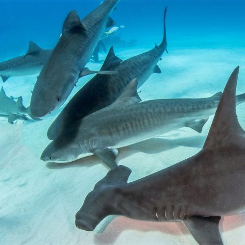 Fundación Mundo Azul, entidad dedicada a la conservación de recursos marinos y costeros de Guatemala 