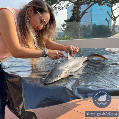 Fundación Mundo Azul, entidad dedicada a la conservación de recursos marinos y costeros de Guatemala 