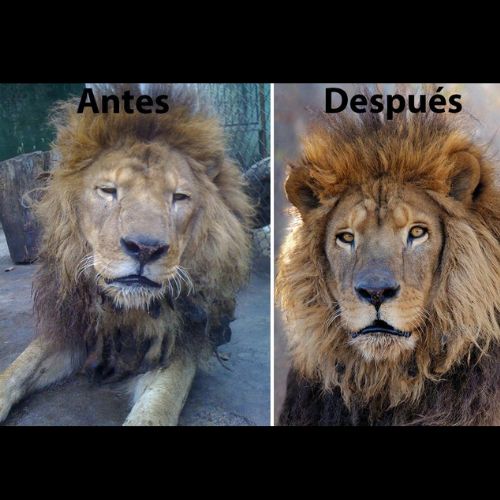 La historia de Kazuma, el primer león en Guatemala en ser rescatado por el Conap 