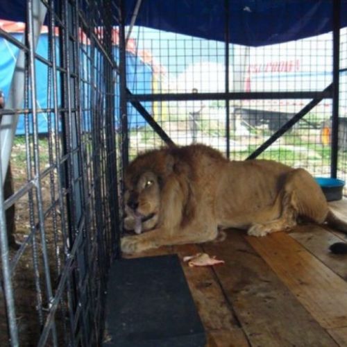 La historia de Kazuma, el primer león en Guatemala en ser rescatado por el Conap 