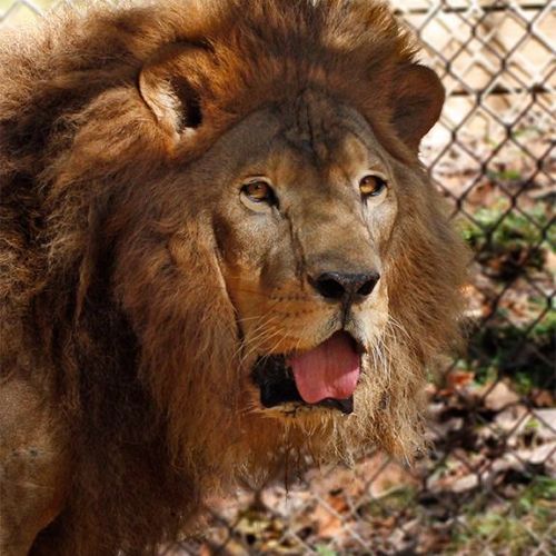 La historia de Kazuma, el primer león en Guatemala en ser rescatado por el Conap 