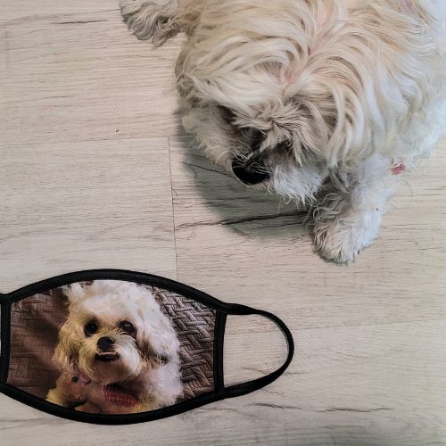 Pueden contagiarse de COVID-19 los perros y gatos y no deben usar mascarilla