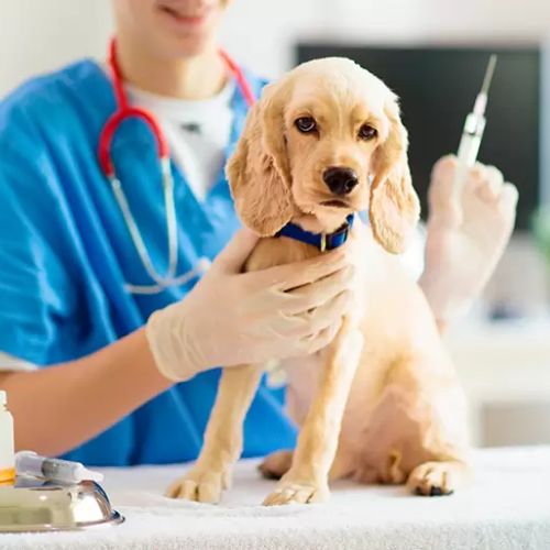 Vacunas que deben tener al día los perros en Guatemala 