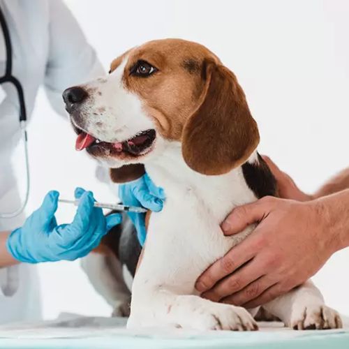 Vacunas que deben tener al día los perros en Guatemala 