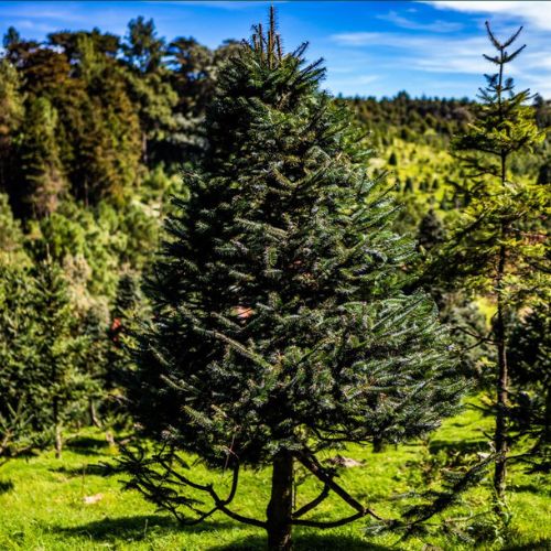 Árbol de pinabete. ¿Por qué comprar un pinabete de marchamo blanco para Navidad