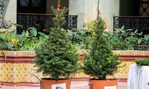 Árboles de pinabete con marchamo blanco