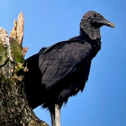 Zopilote Negro