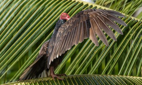 Zopilote cabeza roja en Guatemala