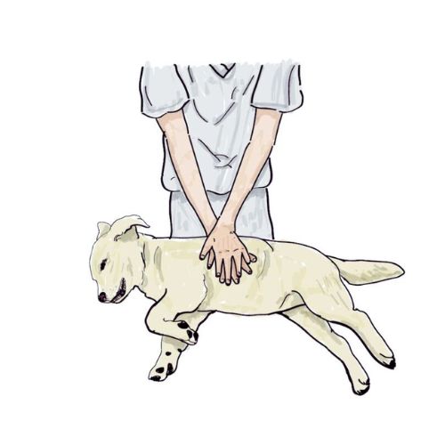 Pasos para hacerle reanimación cardiopulmonar (RCP) a los perros