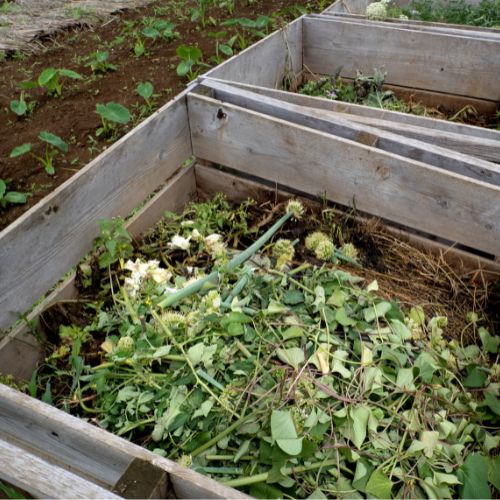Pasos para hacer compost casero en Guatemala
