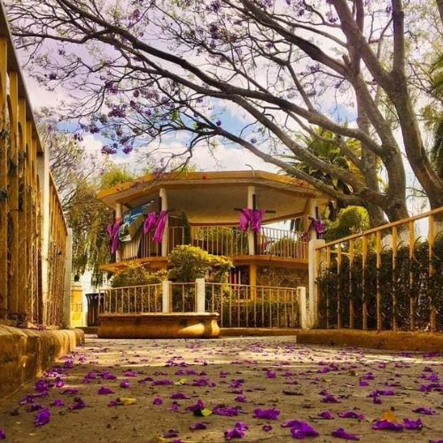 ¿Por qué se usa el color morado en la Semana Santa
