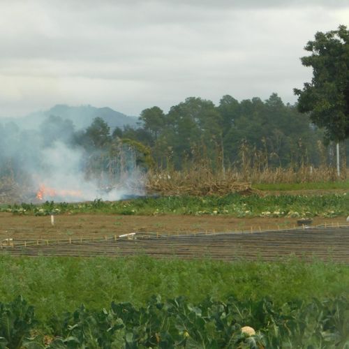 ¿Qué es una roza o quema agrícola