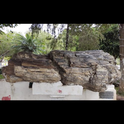 Jalapa árbol petrificado
