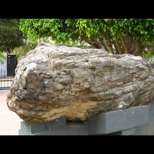 árbol petrificado de jalapa