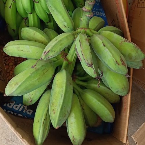 Qué es el banano majunche en Guatemala