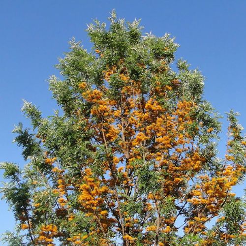 El árbol de gravilea que crece en Guatemala