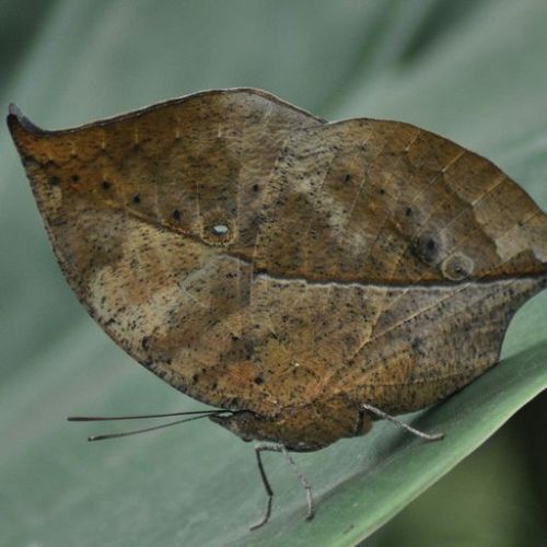 Guatemala mariposa hoja seca