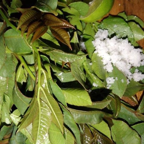 Hojas de jocote en Guatemala