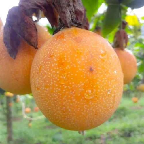 La granadilla que se consume en Guatemala