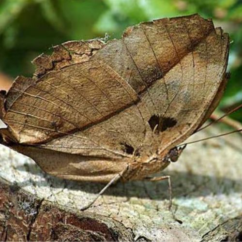 guatemala la mariposa hoja seca
