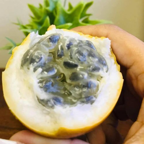 la granadilla guatemalteca