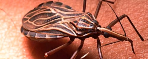 Enfermedad de chagas Qué es y cómo prevenirla