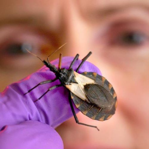 Enfermedad de chagas Qué es y cómo prevenirla