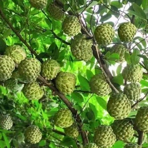 La anona, fruta que se consume en Guatemala