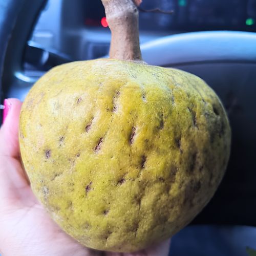 La anona, fruta que se consume en Guatemala