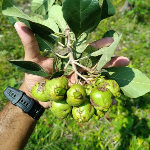 Árbol de cericote en Guatemala
