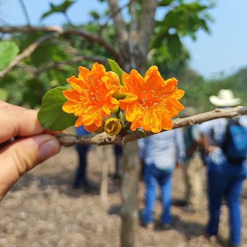 Árbol de cericote en Guatemala