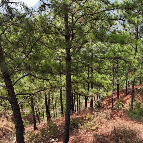 Día del Medio Ambiente en Guatemala