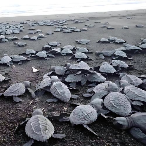 Las especies de tortugas que hay en Guatemala